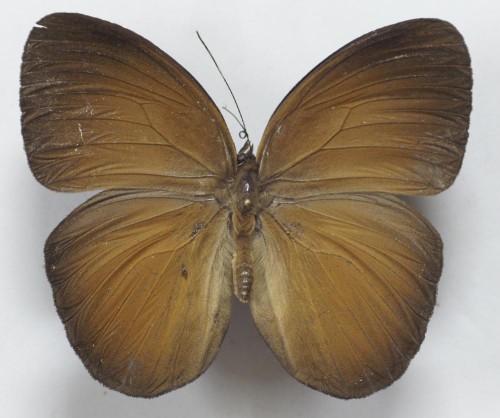 Motyl 1 wnętrze 65 mm.jpg