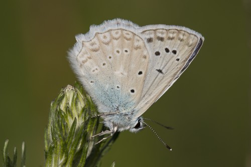 Polyommatus daphnis.jpg