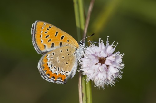 Lycaena helle.jpg