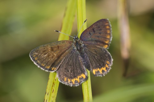 Lycaena helle 2.jpg