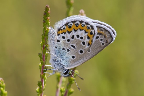 Plebejus idas.jpg