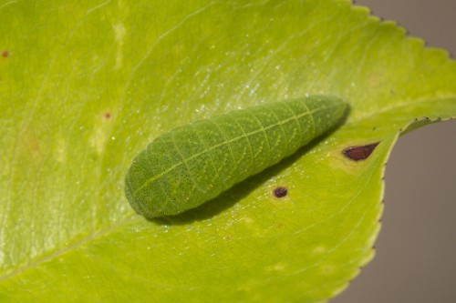 Iphiclides podalirius.jpg