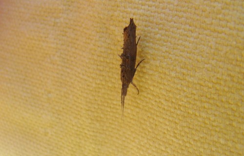 Ypsolopha horridella.jpg