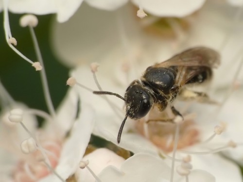 6) 27.05.2019<br />Lassioglossum sp.?