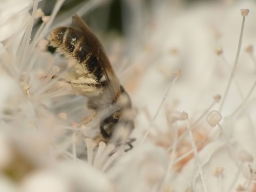 6) 27.05.2019<br />Lassioglossum sp.?