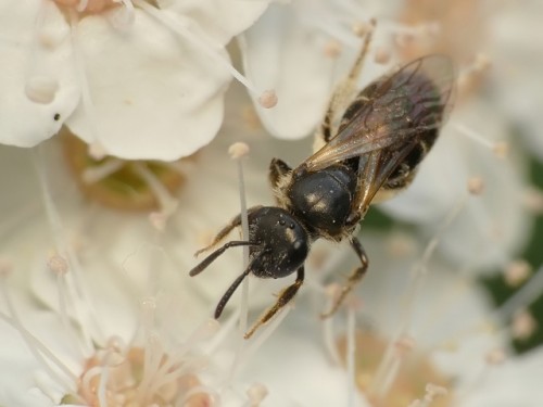 6) 27.05.2019<br />Lassioglossum sp.?