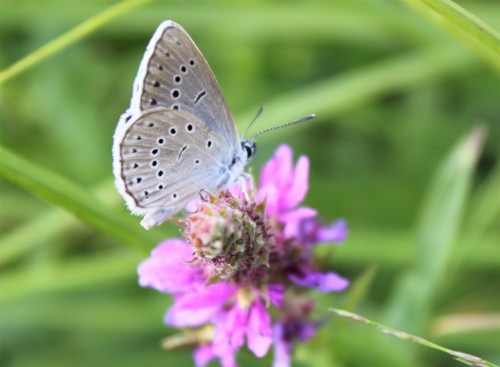 Phengaris teleius, Kolonia Dratów,07.07.2019 FB39