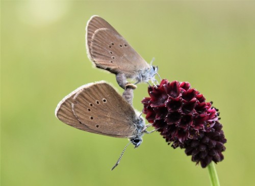 Phengaris nausithous, Kolonia Dratów, 07.07.2019 FB39