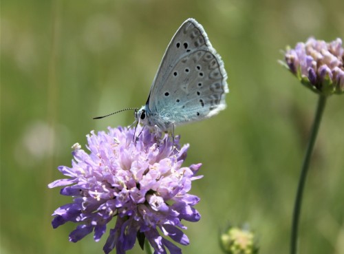 Polyommatus daphnis, Chutcze , 01.07.2019 FB68