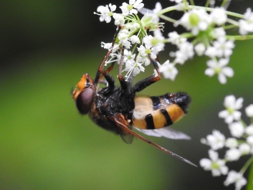 1) Volucella inanis