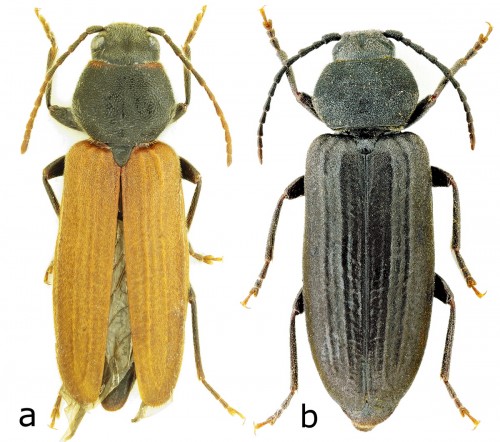 Gutowski & Kurzawa Fig. 2.jpg