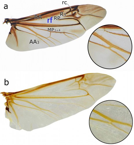 Gutowski & Kurzawa Fig. 5.jpg