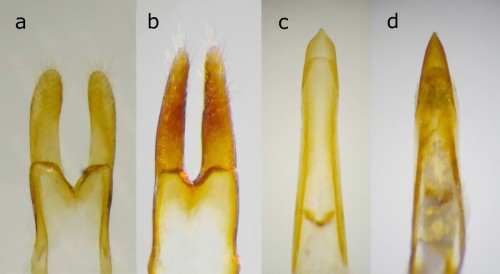 Gutowski & Kurzawa Fig. 7.jpg