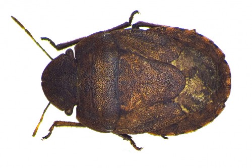 Sciocoris.jpg