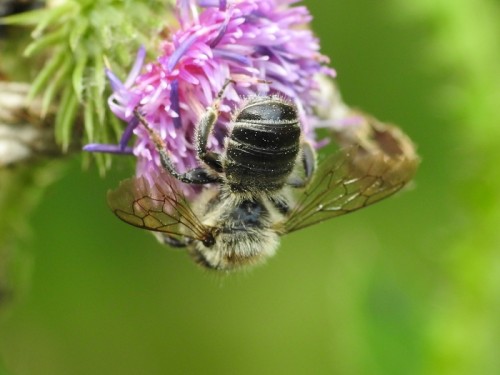 2) Megachile sp.?