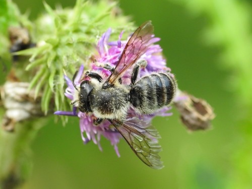 2) Megachile sp.?