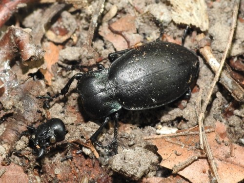 1) Carabus nemoralis?