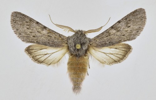 Dicranura ulmi ([DENIS & SCHIFFERMÜLLER], 1775).JPG