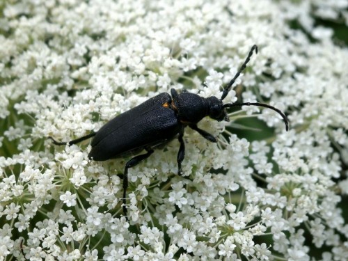 Stictoleptura scutellata - wyjątkowo dorodna samica.