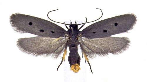 Ethmia chrysopygella (KOLENATI, 1846).JPG