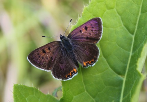 Lycaena helle