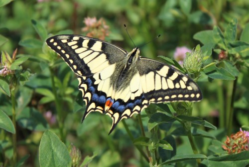 Papilio machaon