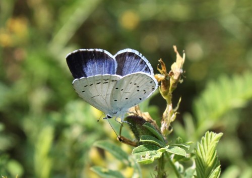 Celastrina argiolus