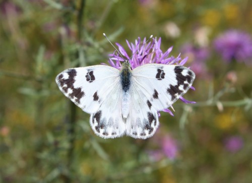 Pontia edusa