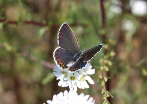 Plebejus sp.