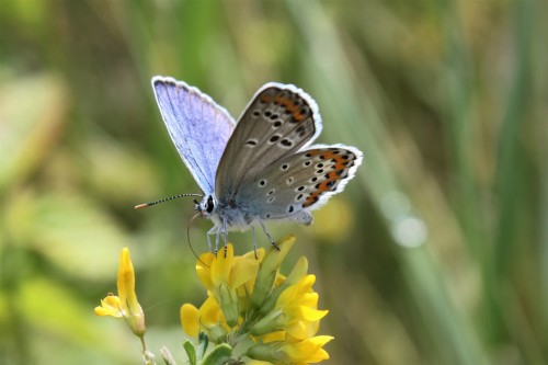 Plebejus sp.