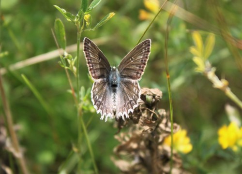 Polyommatus daphnis