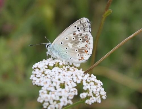 Polyommatus coridon