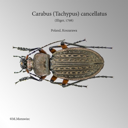 c_cancellatus_szare.jpg