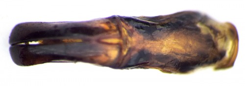 Tropinota (Epicometis) senicula Ménétries (2).JPG