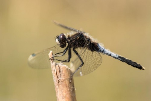 Leucorrhinia caudalis.