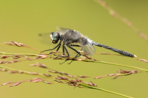 Leucorrhinia albifrons.