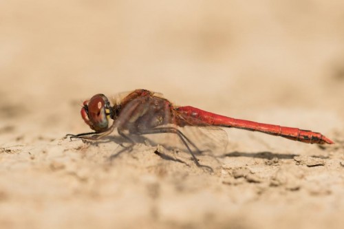 Sympetrum fonscolombii.