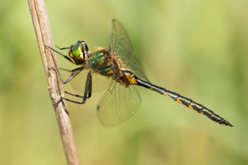 Somatochlora flavomaculata.