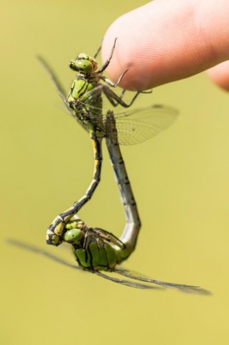 Ophiogomphus cecilia.