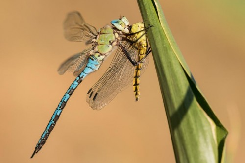 Anax imperator vs Orthetrum cancellatum.