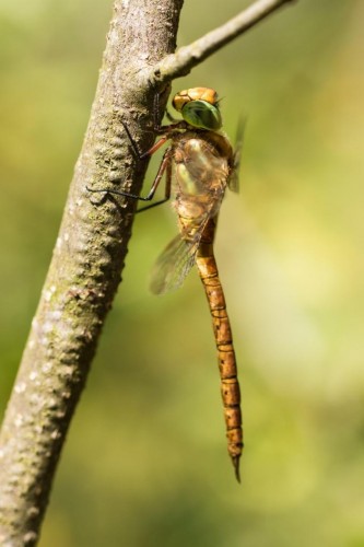 Aeshna isoceles.