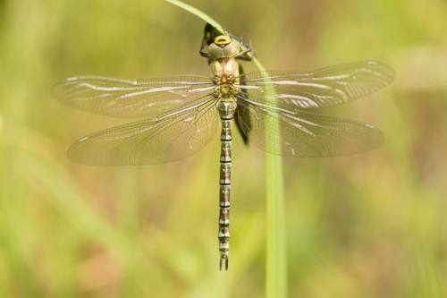 Aeshna cyanea, juv.