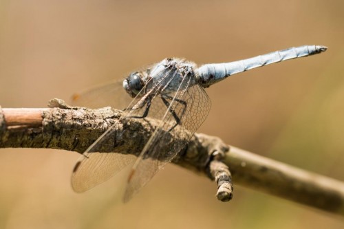 Orthetrum brunneum.