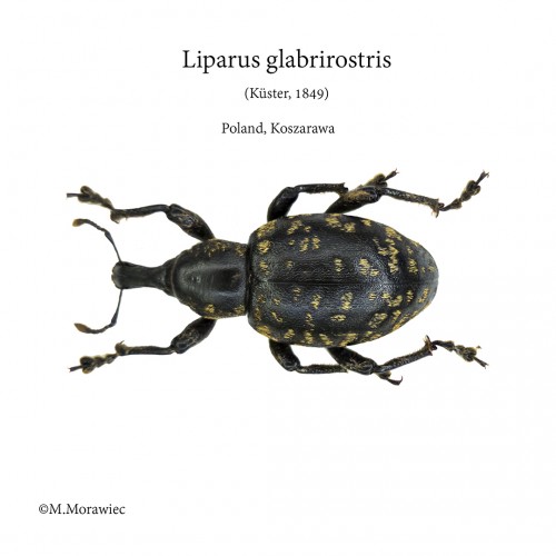 l_glabrirostris.jpg