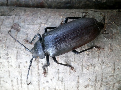 Rhaesus serricollis, okazała samica.