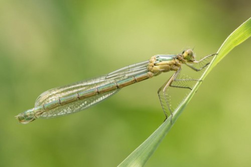 Lestes dryas ♀, 27.05.2019 r.