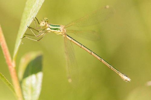 Lestes barbarus ♀, 06.06.2019 r.