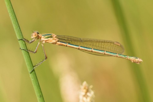 Lestes sponsa ♀, 06.06.2019 r.