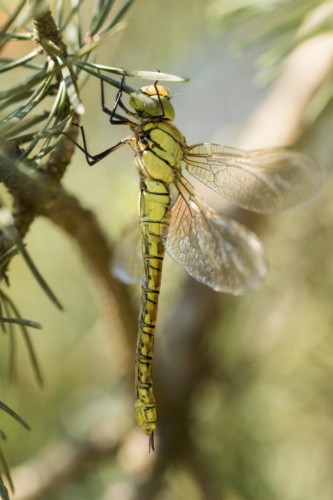 A. affinis, 09.06.2019 r.