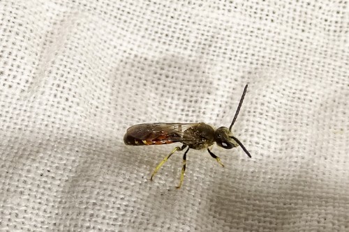 Hymenoptera_P. Kozienicka.jpg